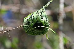 Lesser Masked-Weaver